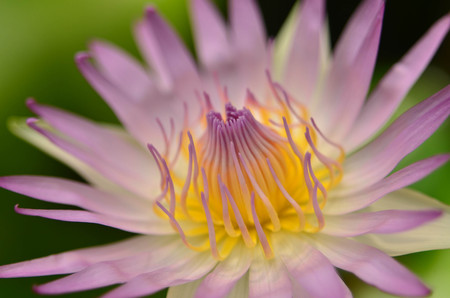 single purple lotus  with yellow pollen on green backgroundの写真素材