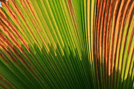 Shadows and colors on the leaves の写真素材