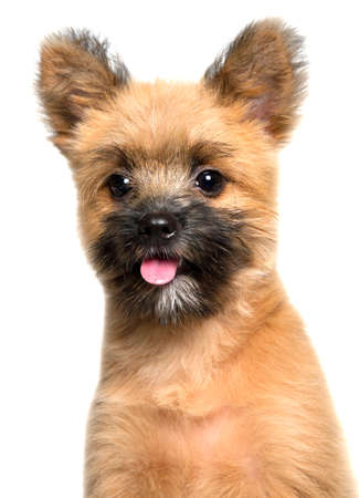 dogの写真素材