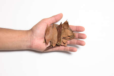 dry leaves in hand isolated whiteの写真素材
