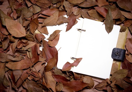 frame of dry leaves  Isolated on blank notebook backgroundの写真素材