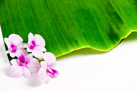 A beautiful orchid, four towers and banana leafの写真素材