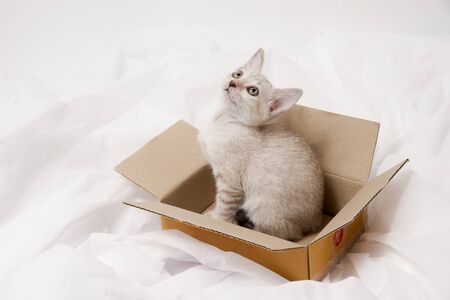 Cute cat sit in box on a blanket, Funny pet.の写真素材