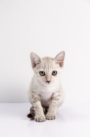 Cute cat sit isolated white background, Funny pet.の写真素材