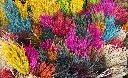 Dry grass colorful design for decoration.の写真素材