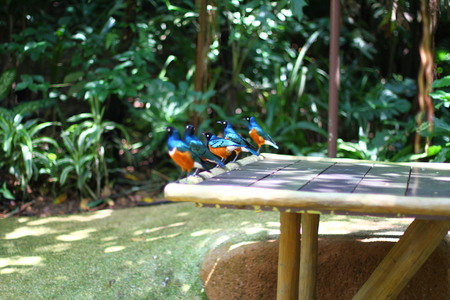 Birds in the bird parkの写真素材