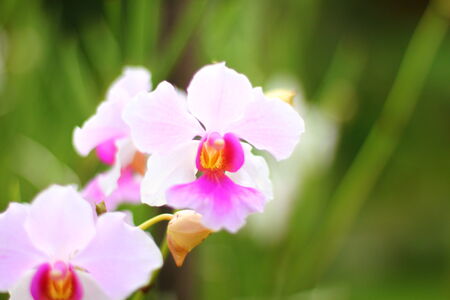 orchid flowers