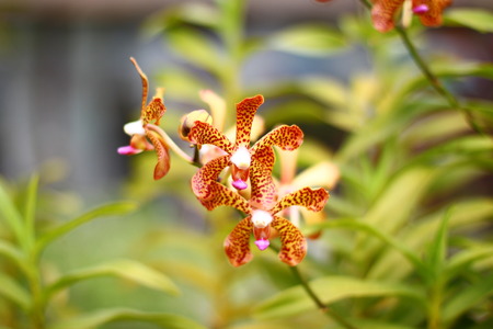 orchid flowersの写真素材