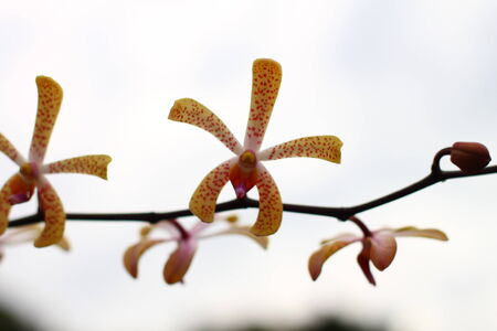 orchid flowersの写真素材