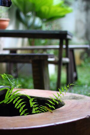 Fern leafの素材