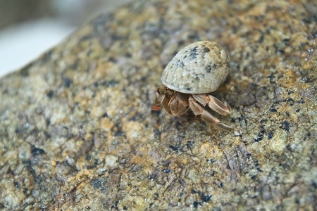 Hermit crab on the rockの素材