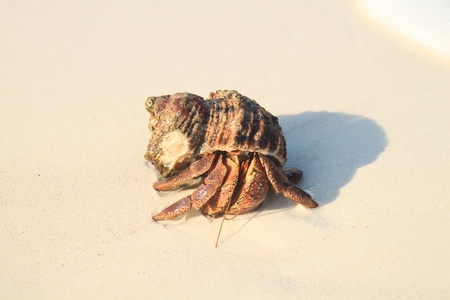Hermit crab on the sand beachの素材