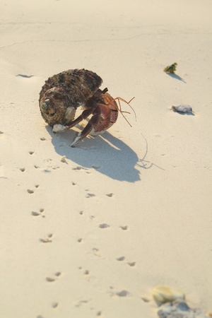 Hermit crab walkingの素材