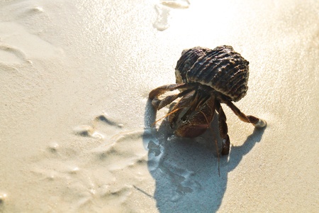 Hermit crab walkingの素材