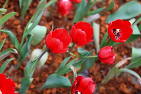 red tulip in Doi Mae Salong, Chiang Rai, Thailandの写真素材