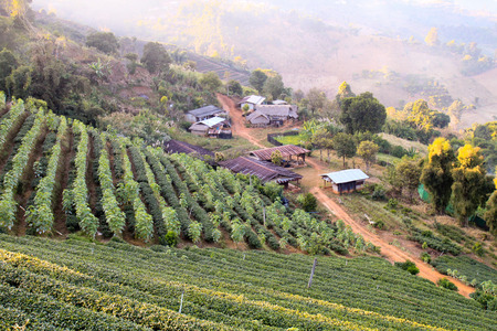Local village farmer in Doi Mae Salong, Chiang Rai, Thailandの写真素材