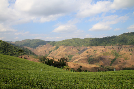 Landscape view Tea Plantations in Doi Mae Salong, Chiang Rai, Thailandの写真素材
