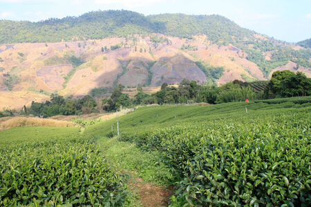 Landscape view Tea Plantations in Doi Mae Salong, Chiang Rai, Thailandの写真素材