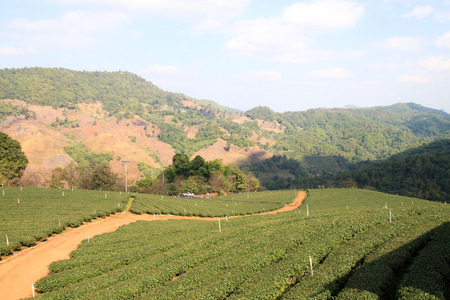 Landscape view Tea Plantations in Doi Mae Salong, Chiang Rai, Thailandの写真素材