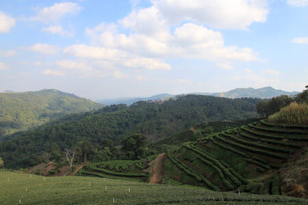 Landscape view Tea Plantations in Doi Mae Salong, Chiang Rai, Thailandの写真素材