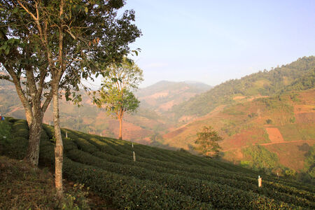 Landscape view Tea Plantations in Doi Mae Salong, Chiang Rai, Thailandの写真素材