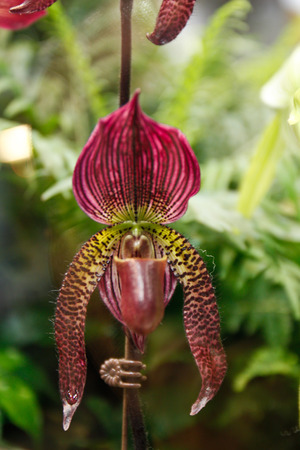 closeup pink color lady slipper orchid paphiopedilum  の写真素材