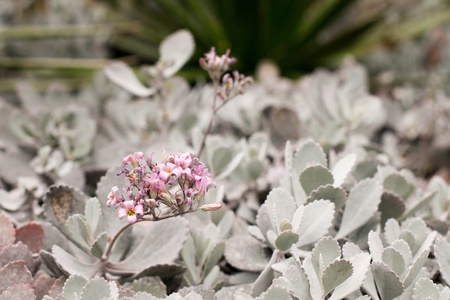 Kalanchoe plant