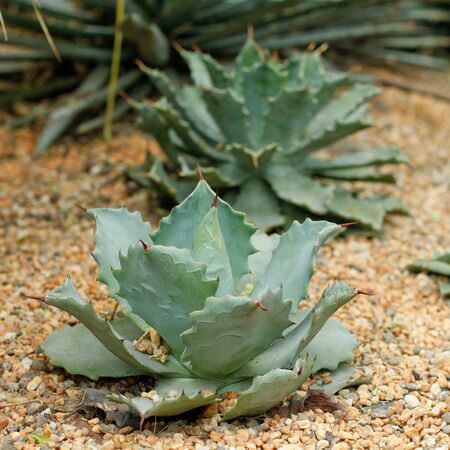Agave at garden by the bay, Singaporeの写真素材