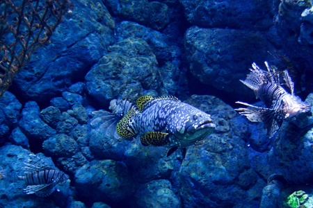 Aquariums fish