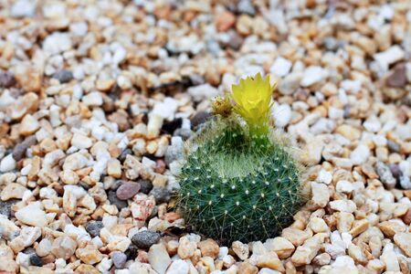 cactus at garden by the bay, Singaporeの写真素材