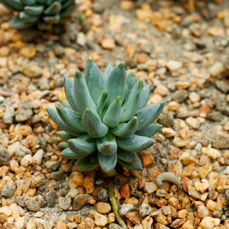 Pachphytum at garden by the bay, Singaporeの写真素材