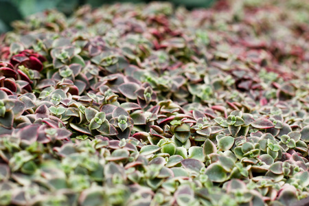 Succulents at garden by the bay, Singaporeの写真素材