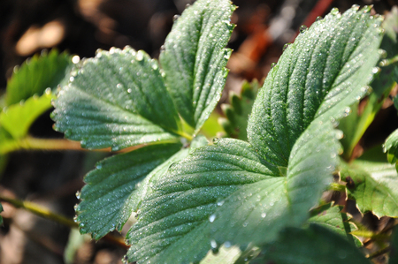 Dew on the leaves of strawberry at morningの写真素材