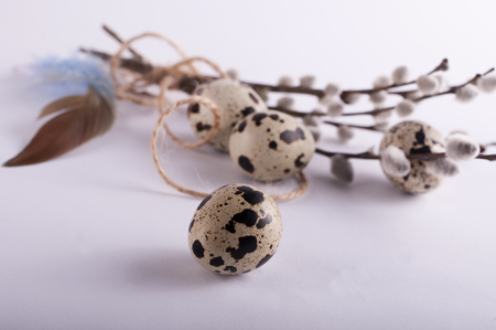 Quail eggs with feathers on a white backgroundの写真素材