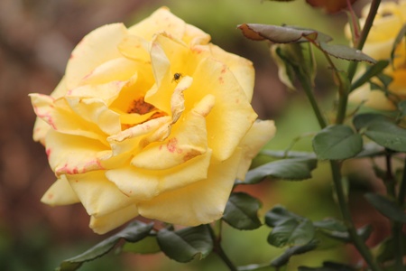 intrusoの写真素材