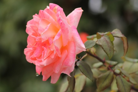 prospettive rosaの写真素材