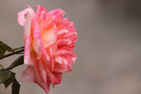 prospettive rosa 3の写真素材