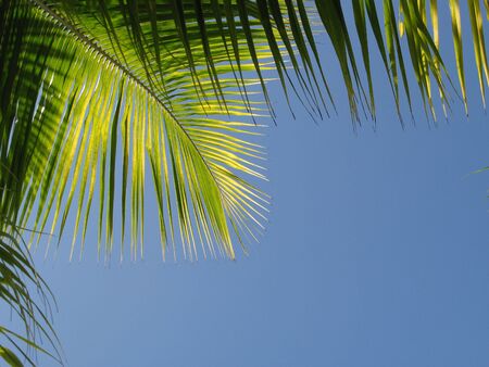 Green palm leaf in front of blue sky