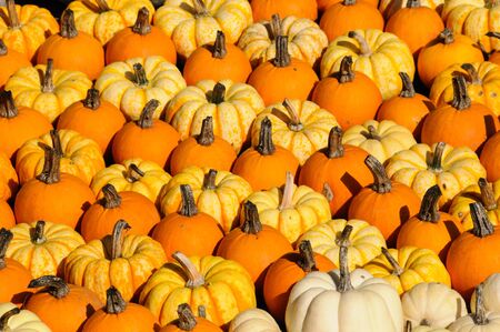 Several small colorful pumpkins Picture-fillingの写真素材