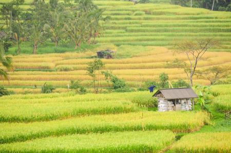 Extract of rice terraces in Bali, Indonesia, with cottage.のeditorial素材
