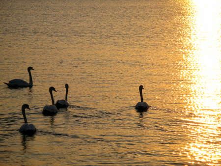 Several swans on a lake in backlight.の写真素材