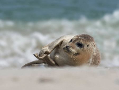 Close up of baby grey seal (Halichoerus grypus) lies on the sand and is clapping at the beach at dune, helgoland, germanyの写真素材