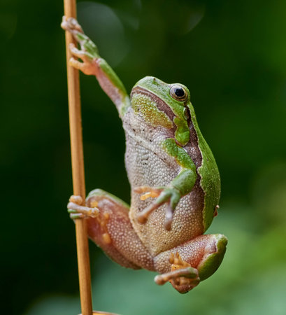 Close up of european tree frog (Hyla arborea) hanging on a strawの写真素材