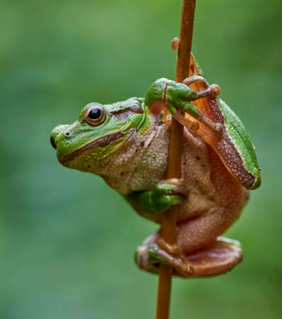 Close up of european tree frog (Hyla arborea) hanging on a strawの写真素材