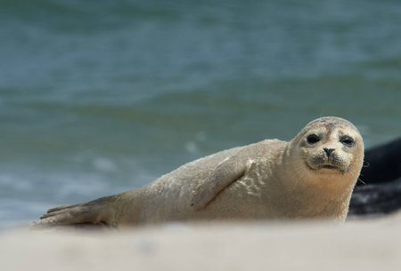 Close up of baby gray seal (Halichoerus grypus) at the beach at Dune, Helgoland, Germanyの写真素材