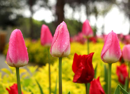 Pink Tulips