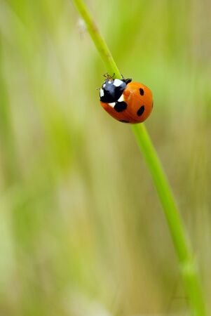 ladybug on twigの写真素材