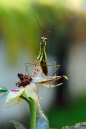 mantis on a roseの写真素材