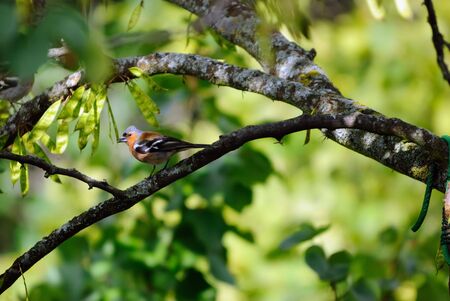 finches in a treeの写真素材