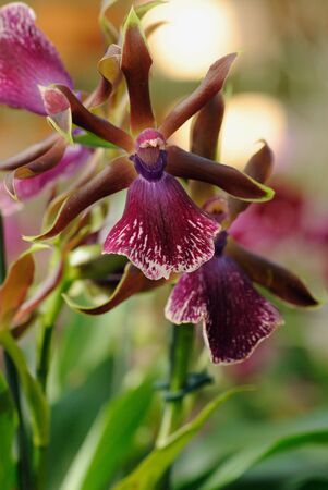 orchids zygopetalumの写真素材